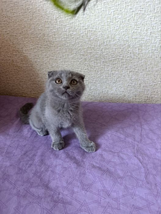 Mushukchalar sotiladi tezda