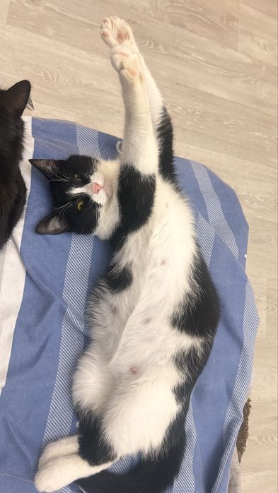 Черный кот , феликс девочка , рыжая девочка