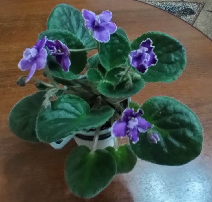 Продам домашние цветы