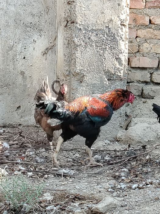 Dakan hóroz sotiladi