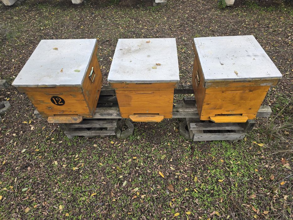 Stupi, caturi, centrifuga, diverse albine