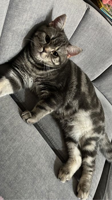 Вязка мраморный кот