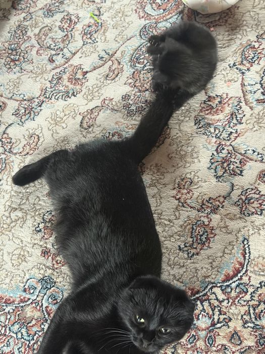 Котята вислоухие митисы