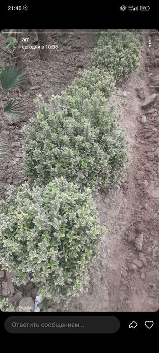 Shamshod va Dekarativ  ko'chatlari Arzon narxlarda