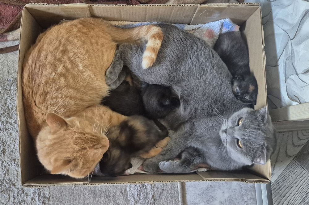 Шотланские котята.