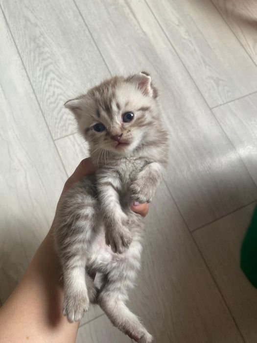 Продам шотландского кота