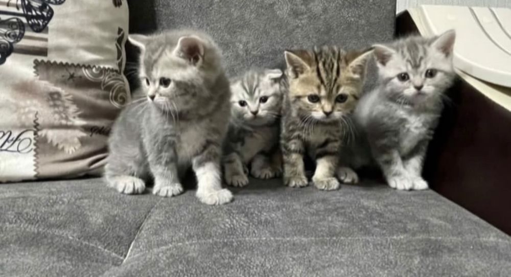 Миленькие Ребятки