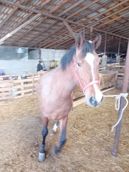 Vand carlana de 3 ani