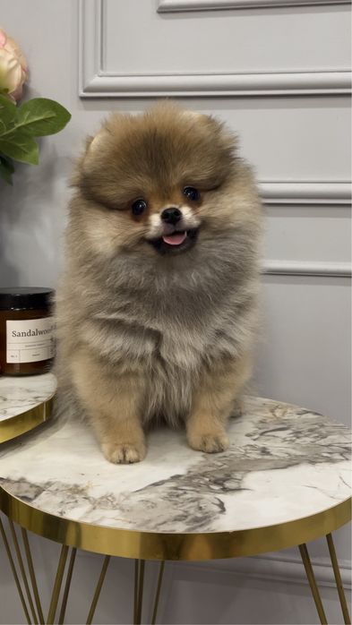 Мальчик мини шпиц