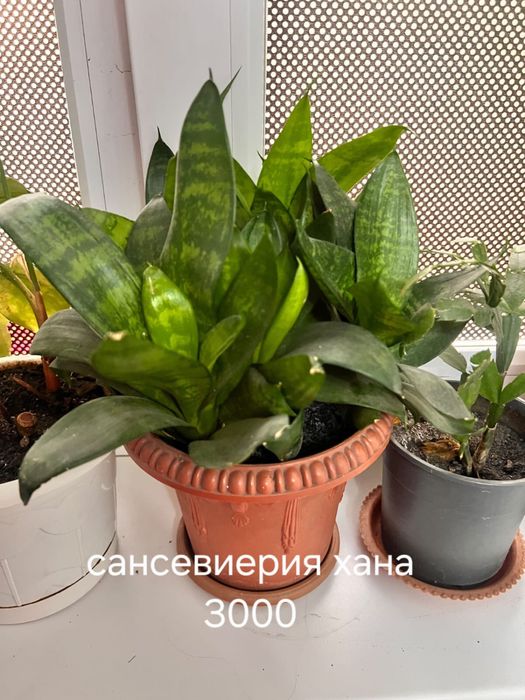 комнатные растения