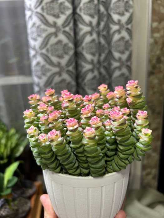 Комнатные  цветы