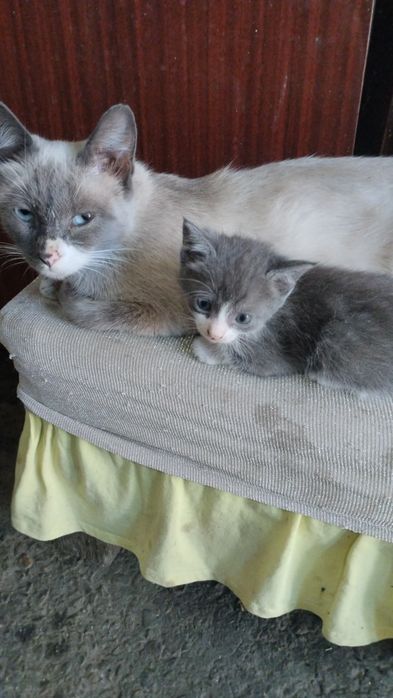 Отдадим котят в добрые руки