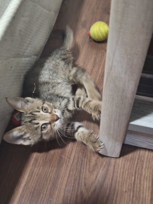 Котенок в добрые руки