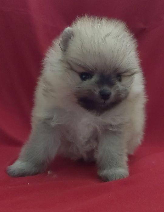 Шпицы разных окрасов