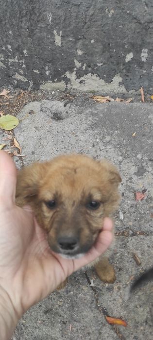 Отдам в хорошие руки