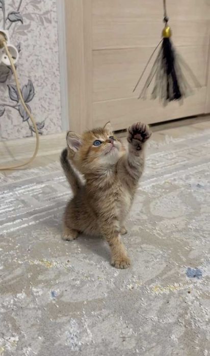 Котенок страйт 2 месяца