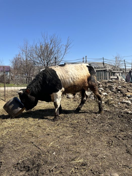 Продам быка 2 года