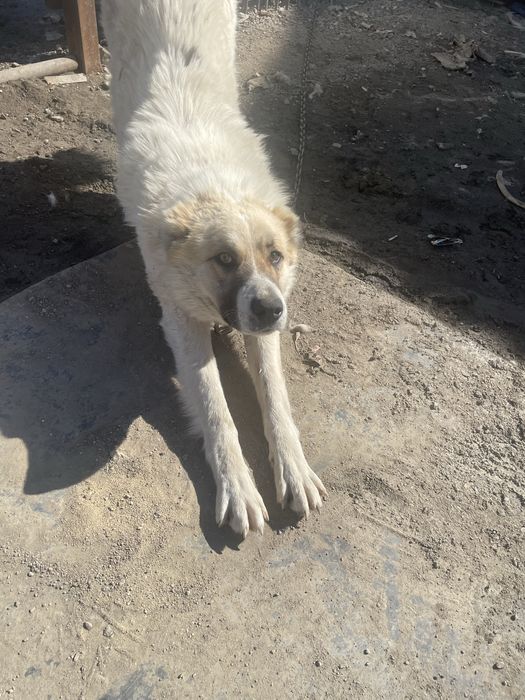 Қазақы төбеттің тұқымы