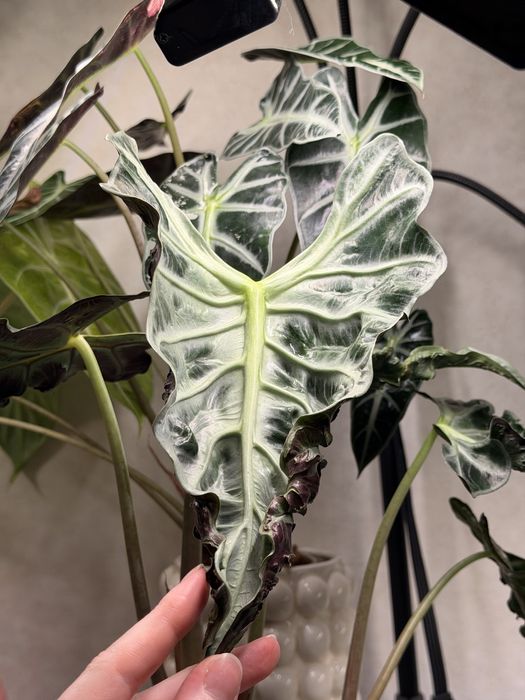 Алоказии клубни и детки