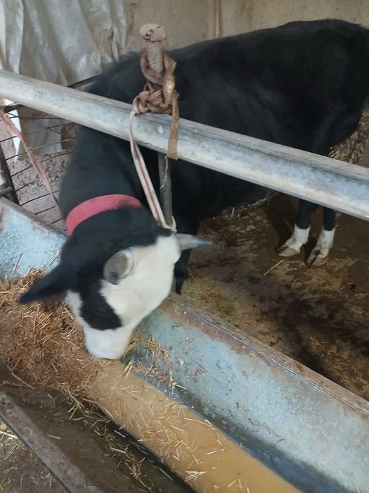 Хуккиз сотилади еб ичиши зур