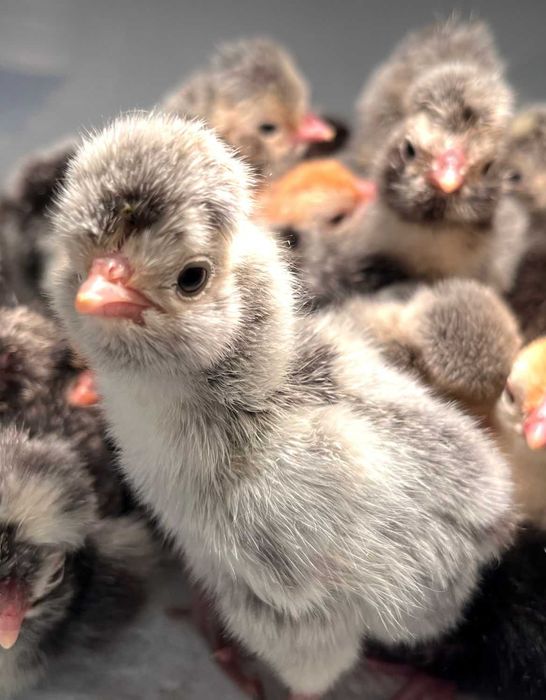 Инкубационное яйцо