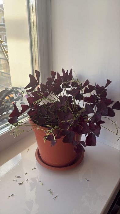 Цветы для офиса и дома.