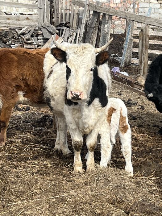 Продам дойных коров телятами