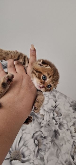 Шотландские котята короткошерстные