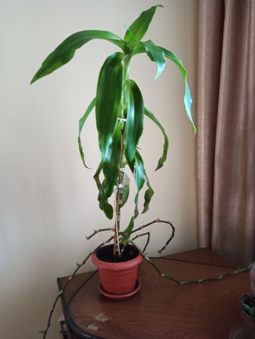 Продам цветы каланхоэ и золотой ус