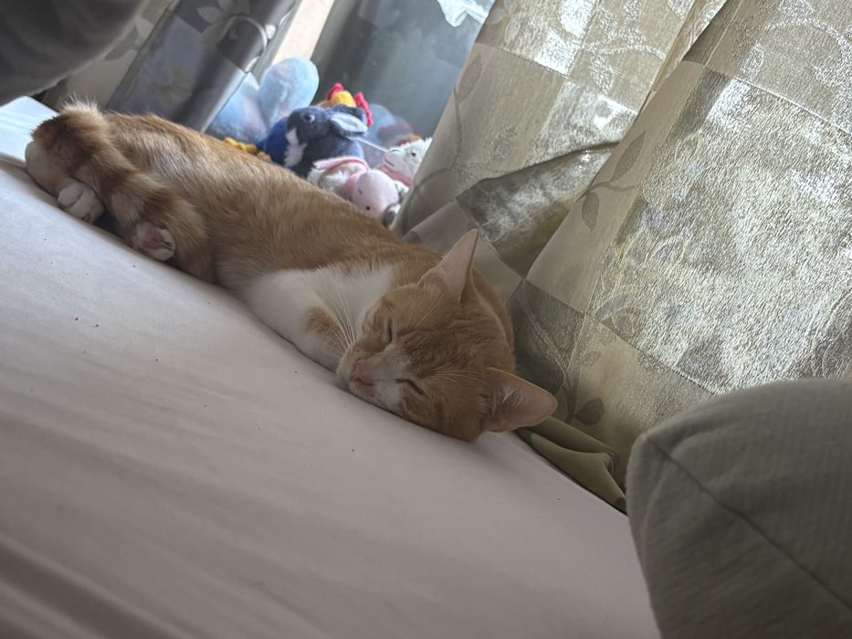 Подарявам мъжко коте