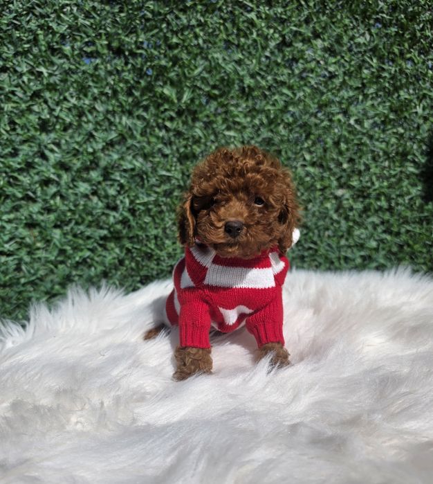 Пудел Той момче с родословие