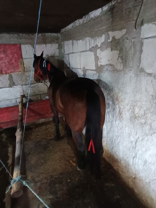 Iapa trăpașă de garanție