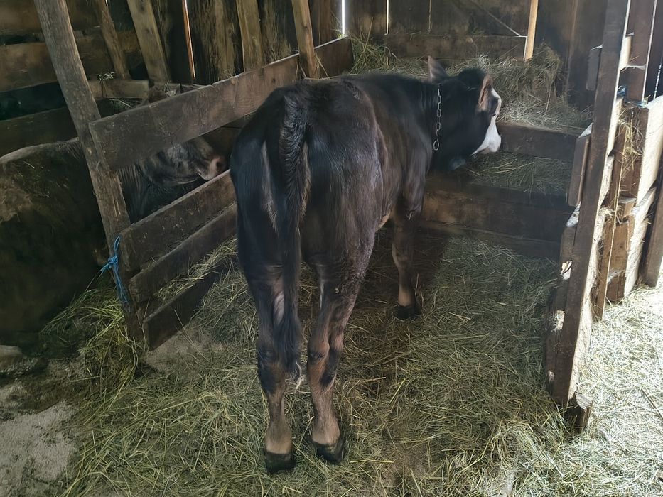 Vind o vițică de 4 luni jumate frumoasă