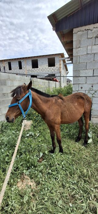 Тай байтал сатылады
