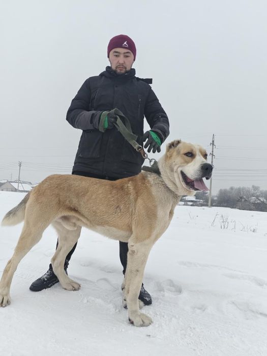 Продам собак породы алабай