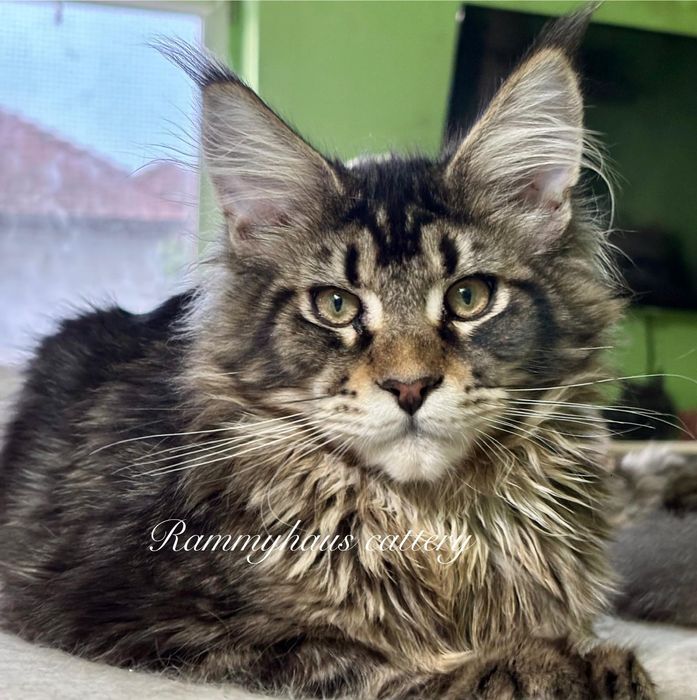 Felisa autorizata WCF, vinde pisoi cu pedigree, rasa Maine coon