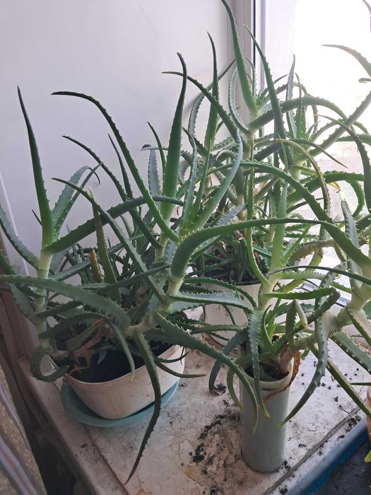 Алоэ на вес и в горшках