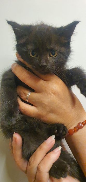 Отдам кошку и котят