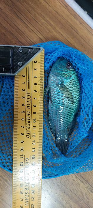 Наннакара голубой неон