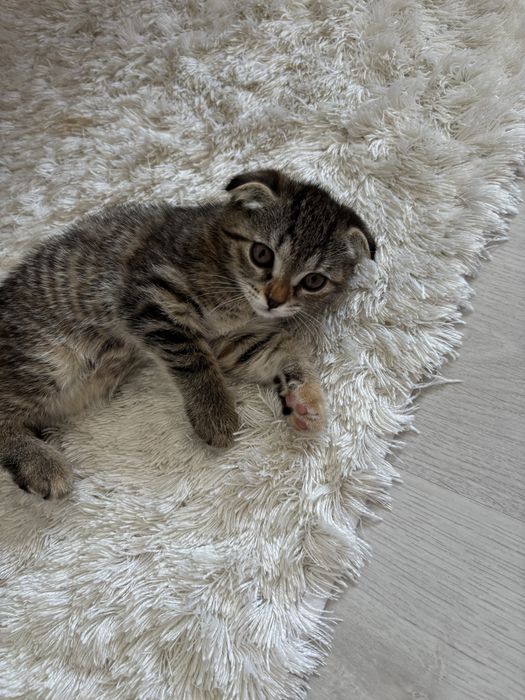 Котенок 1,5 месяц