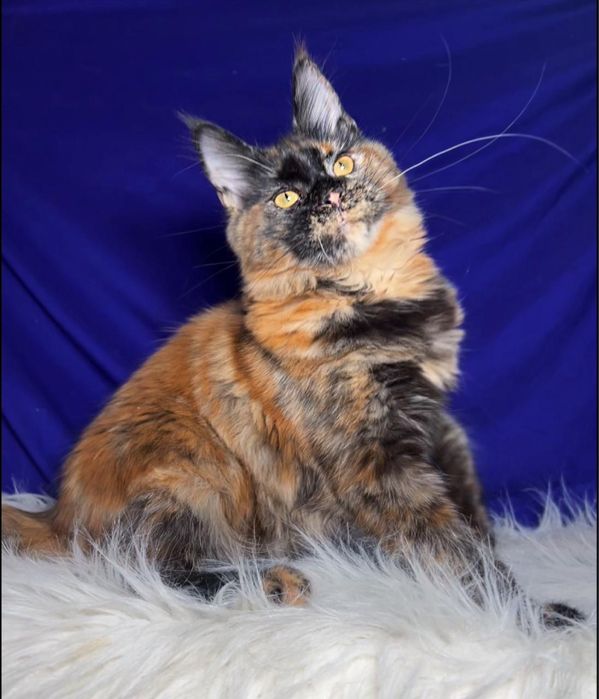 Котята мейн-кун из проф питомника.