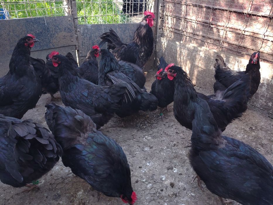 Ouă incubat australorp negru
