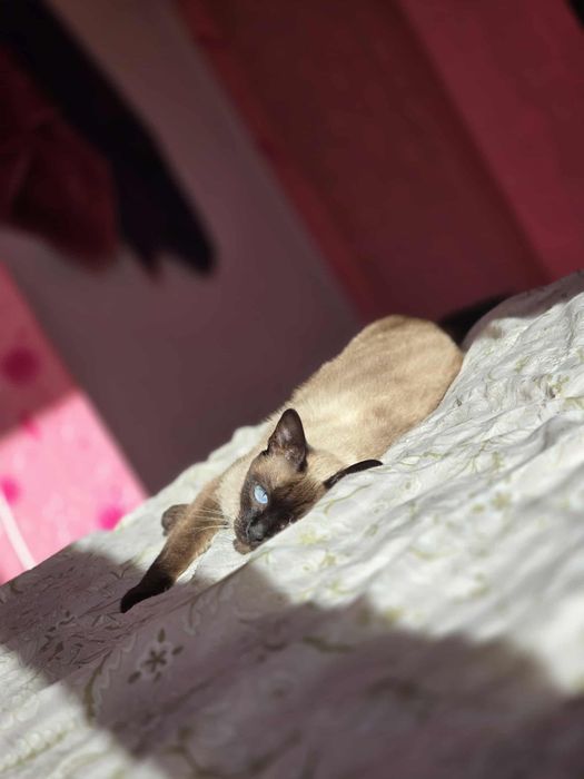 Продавам Сиамска котка