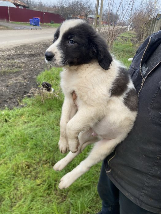 Vand Ciobanesc de Bucovina