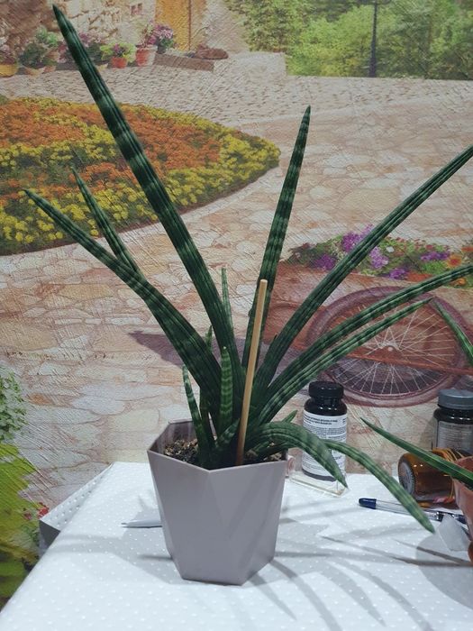 Комнатные цветы 2 вида