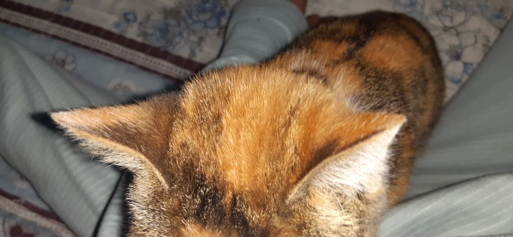 6oyli mushuk sotiladi