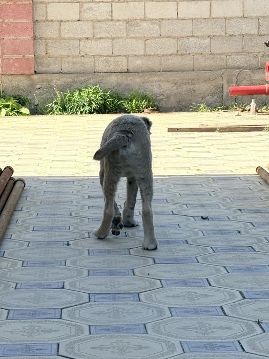 Собака пропала алабай