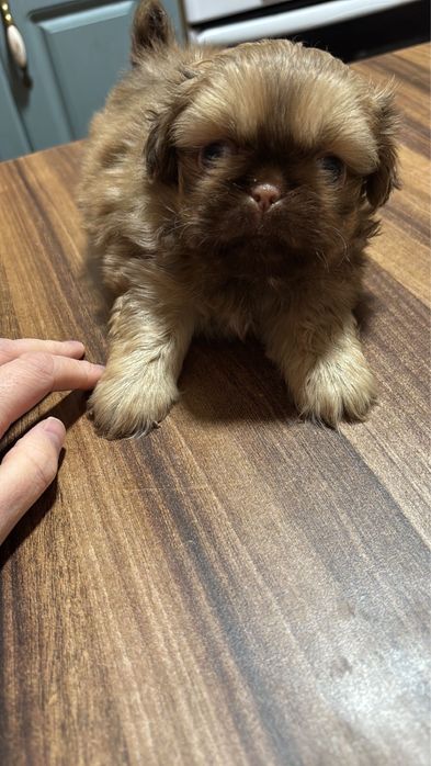 Продажа пекинеса