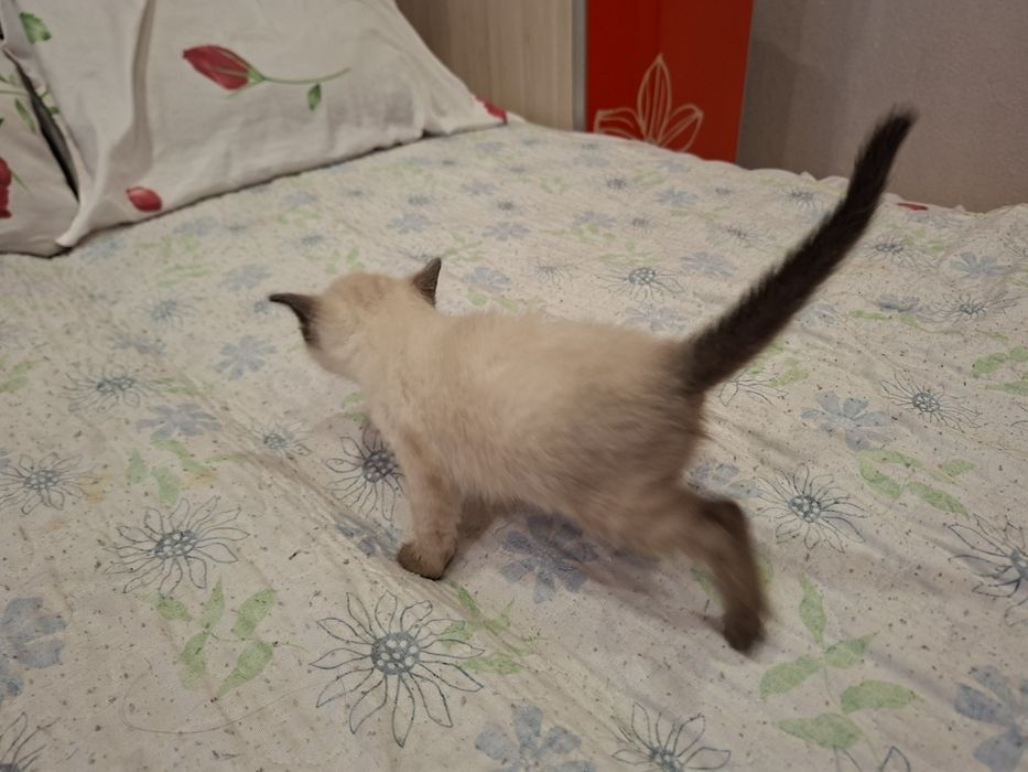 Сиамский котенок