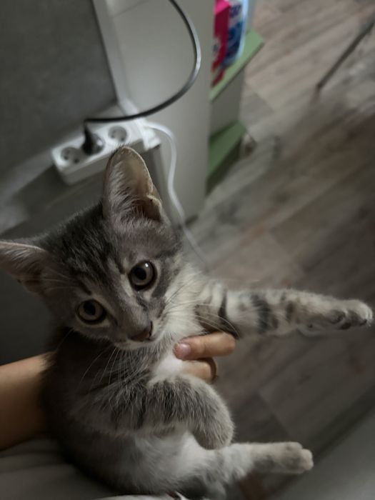 Отдам котенка в добрые руки